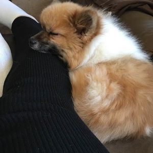 Meet your Posher, Monica